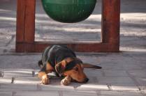 Um dos muitos cães que perambulam por  San Pedro de Atacama, no Chile